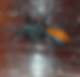Red Spotted Ant Mimic Spider