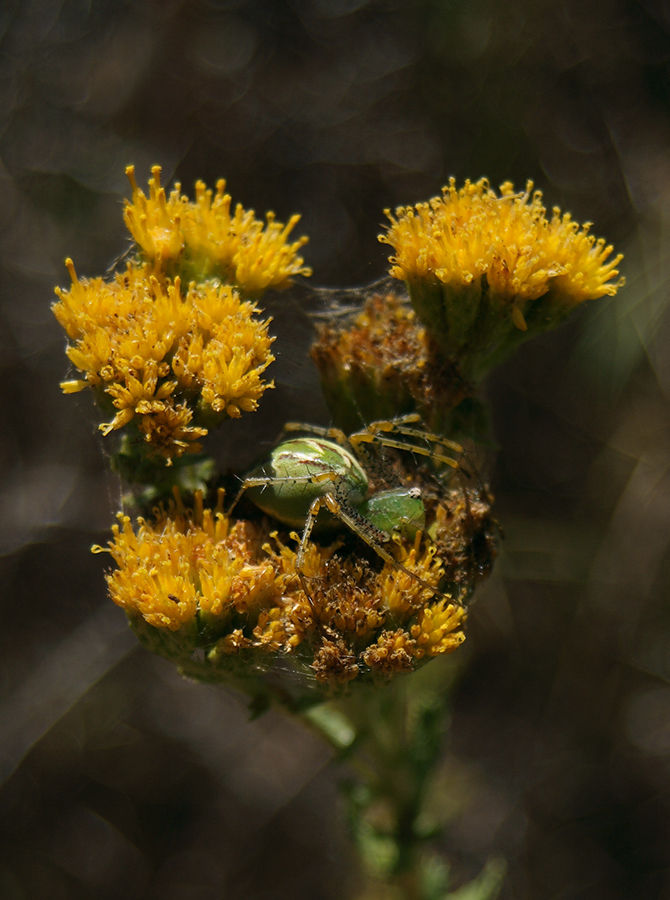 Green Lynx Spider 13