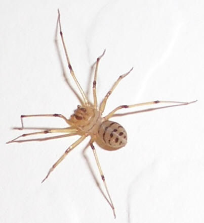 Spitting Spider 20