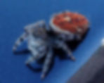Phidippus johnsoni 3