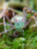 Green Lynx spider by Kevin Wiener
