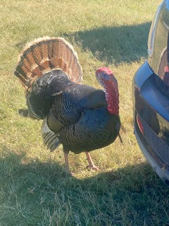 highvalleyturkey