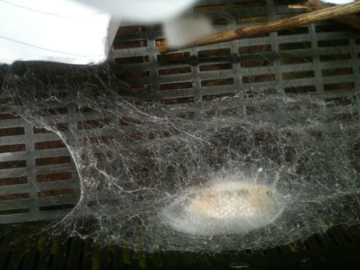 Segestria Florentina web