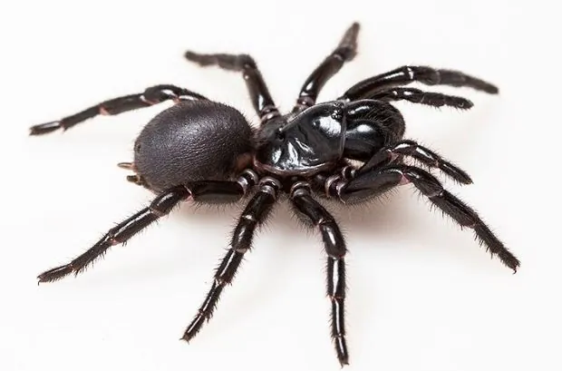 funnel-web-fraser.webp