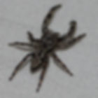 Platycryptus