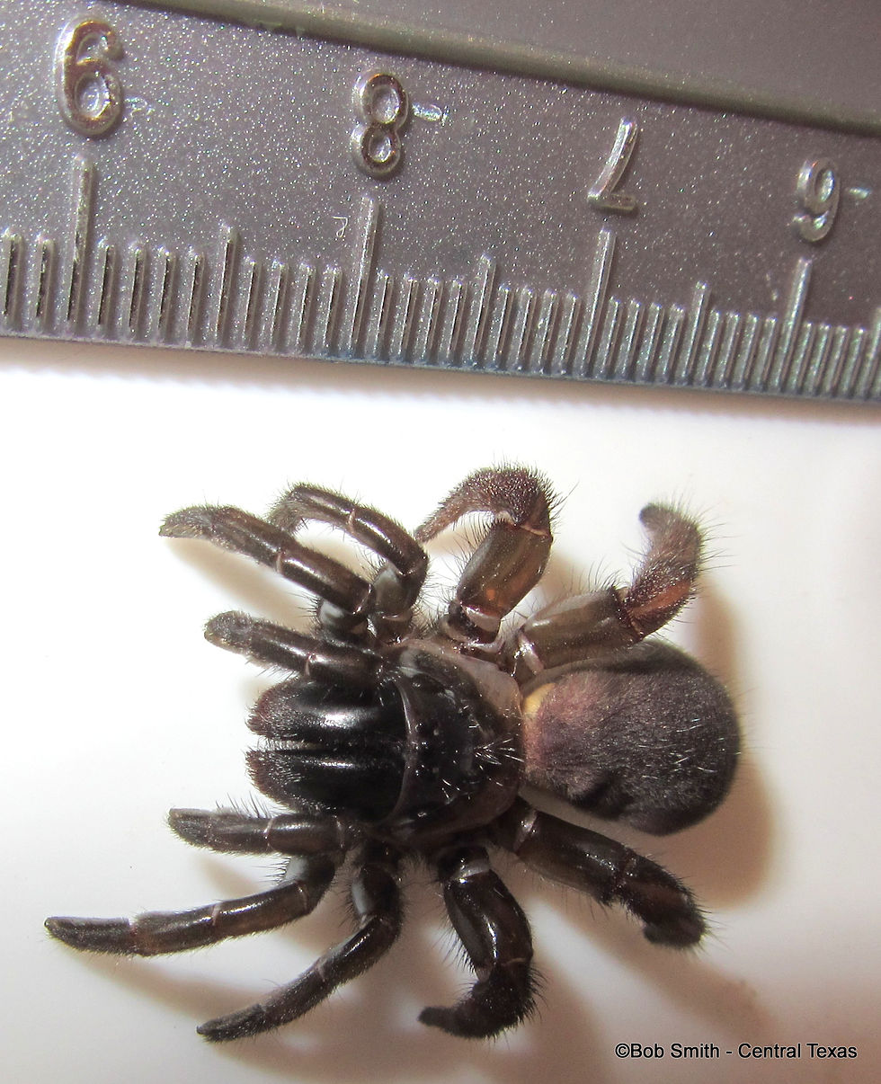 Mouse SPider with ruler