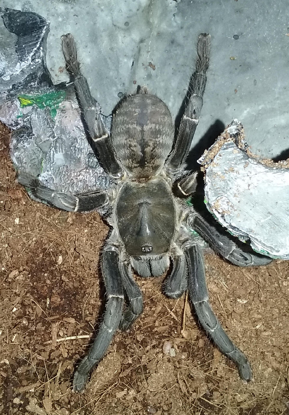 Tarantula