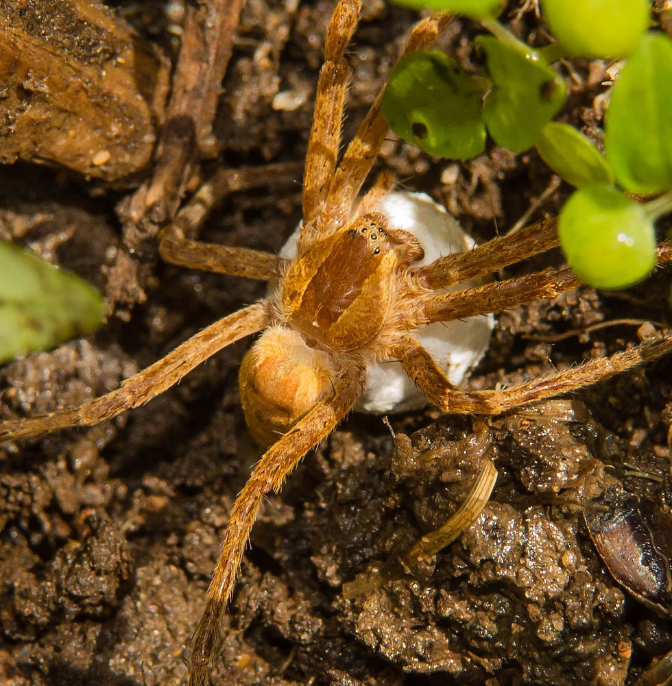 Nursery Web Spider