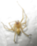 Yellow Sac Spider