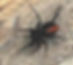 Red Spotted Ant Mimic Spider