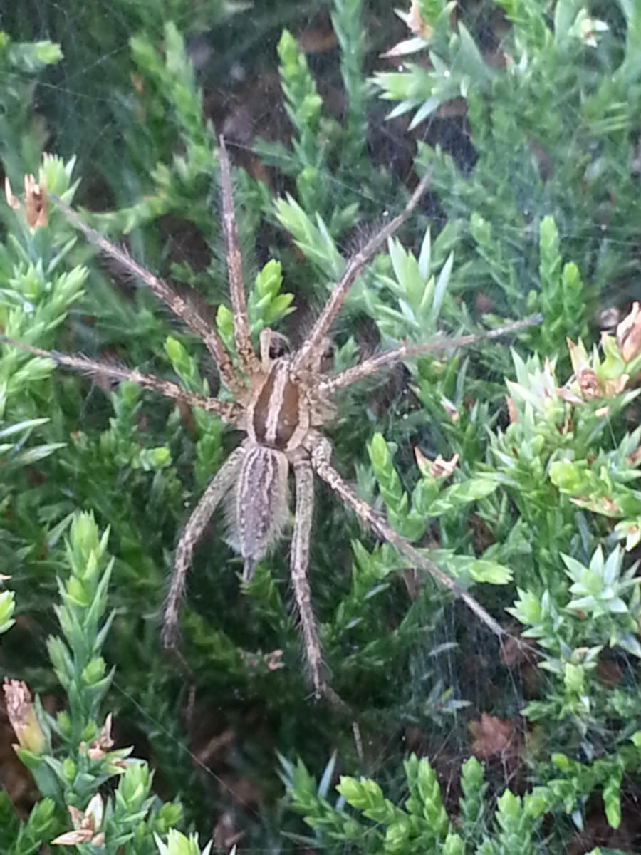 Grass Spider