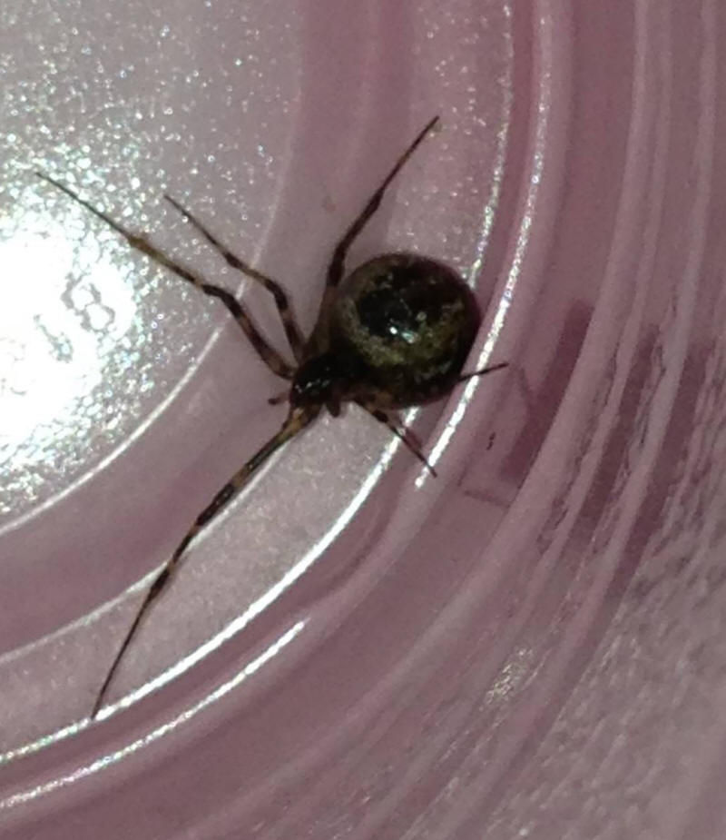 Steatoda Nobilis