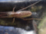 Long Jaw Orb Weaver maybe