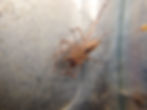 Unidentified Spider
