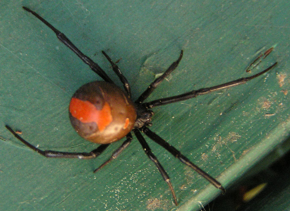 Redback Spider