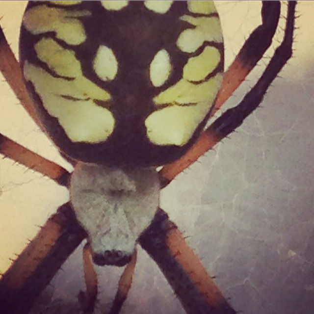 Black and Yellow Argiope cephalothorax