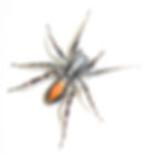 Red Spotted Ant Mimic Spider