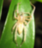 Yellow Sac Spider