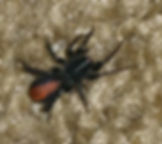 Red Spotted Ant Mimic Spider