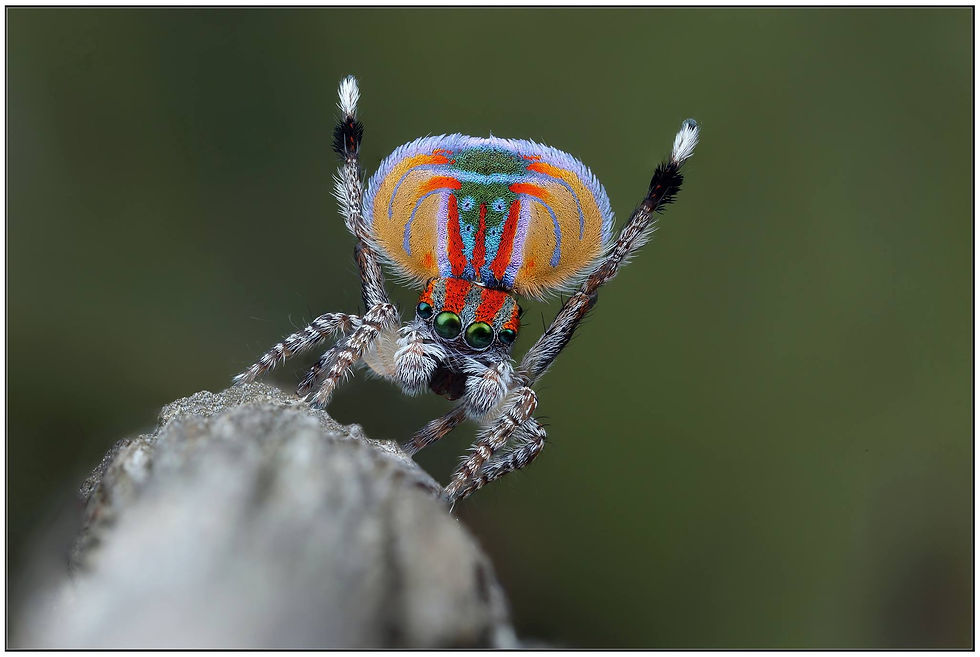 Male Peacock Jumping Spider