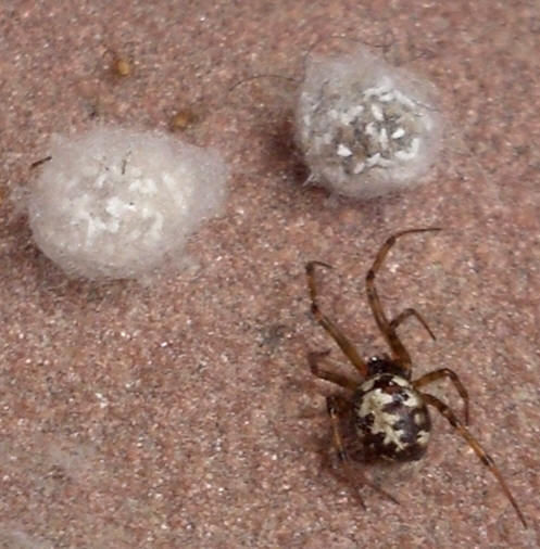 Steatoda Triangulosa