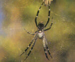 Tent Spider