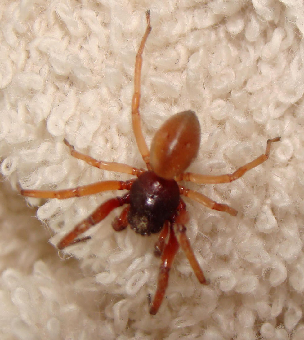 Broad Face Sac Spider