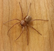 Titiosis Spider