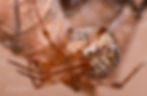 Common House Spider by Kevin Wiener