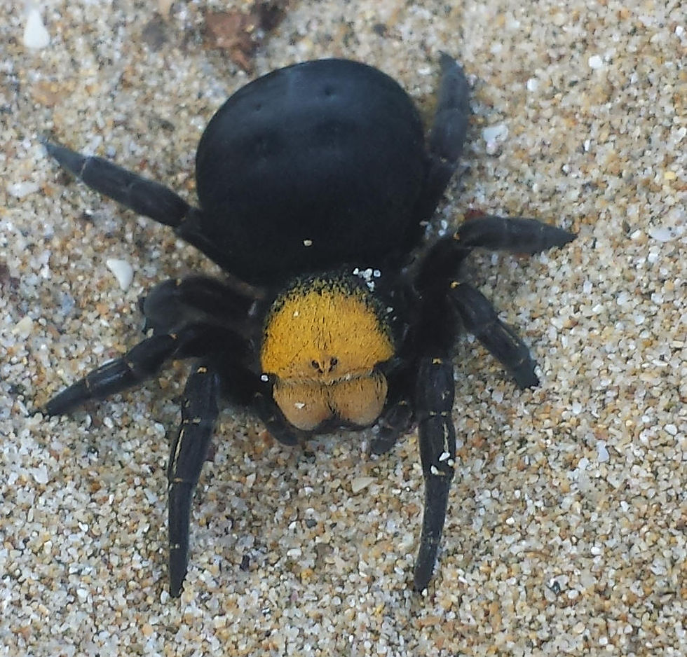 Female Ladybird Spider