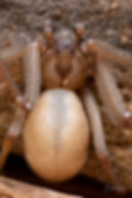 Brown Recluse by Kevin Wiener