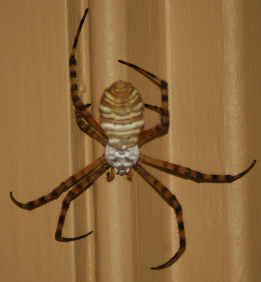 Banded Argiope