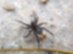 Female Wolf Spider with egg sac