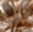 Brown Recluse close up eyes
