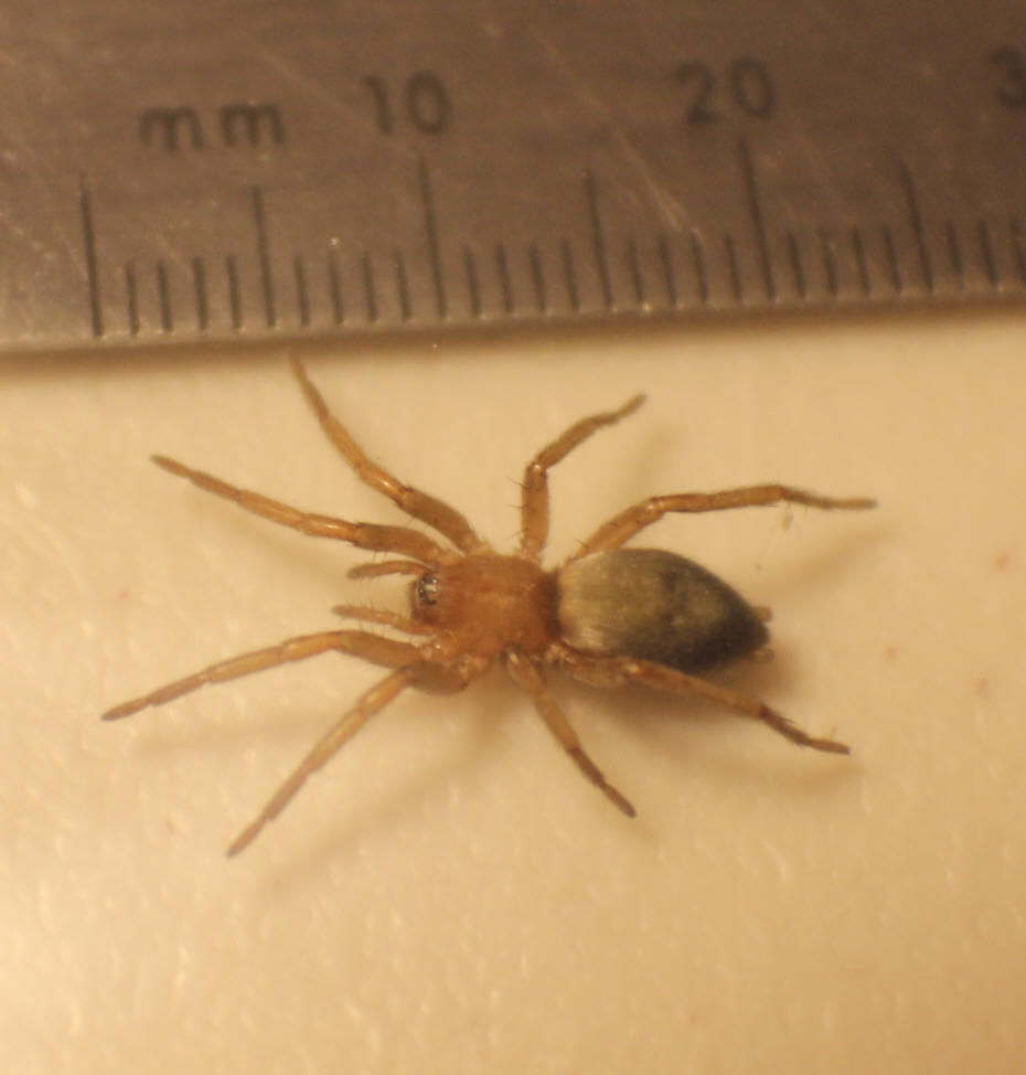 Ground Spider