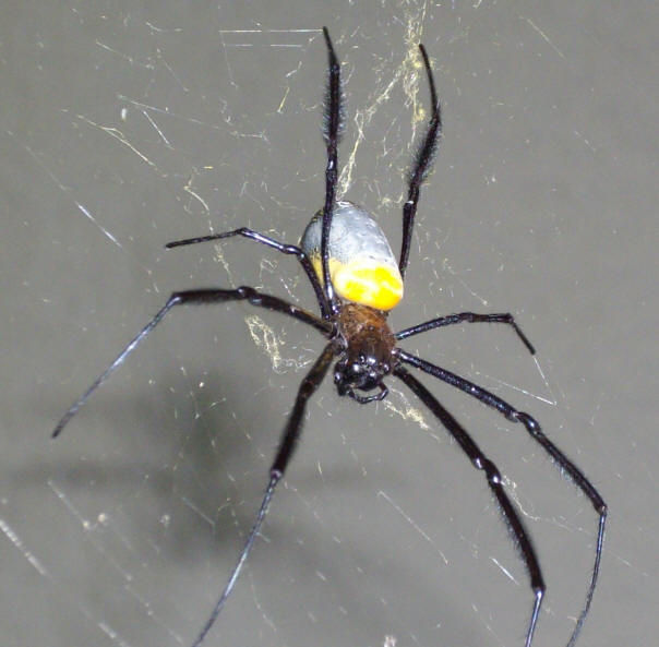 Nephila sp. South Africa