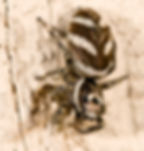 Zebra spider
