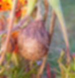 Black and Yellow Argiope egg sac