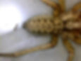 Hobo spider zig zag pattern