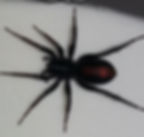 Red Spotted Ant Mimic Spider