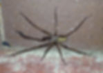 Giant House Spider