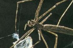 Net Casting Spider