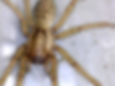 Hobo spider