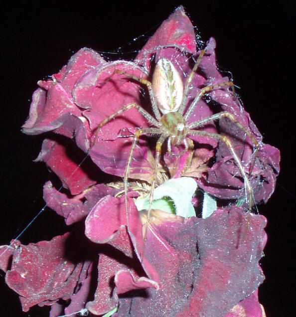 Green Lynx Spider 32