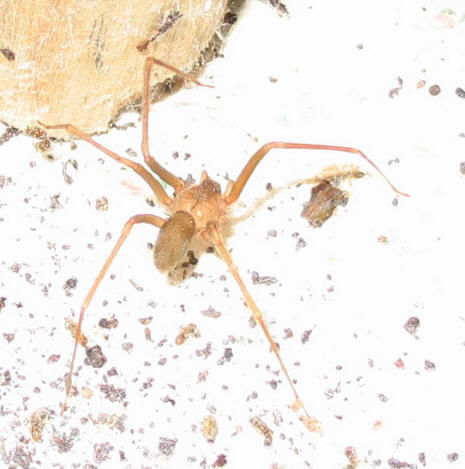 Brown Recluse