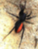 Red Spotted Ant Mimic Spider