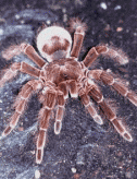 Goliath Bird Eating Spider.gif