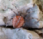 Araneus Diadematus
