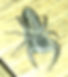 Platycryptus