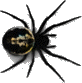 spider1x.gif